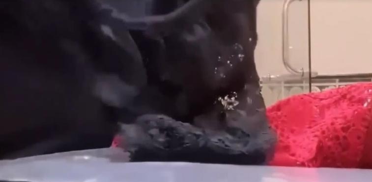 FC2-PPV-3757919 ベ**pyynxyozyn ランダでオナニー Sample 9