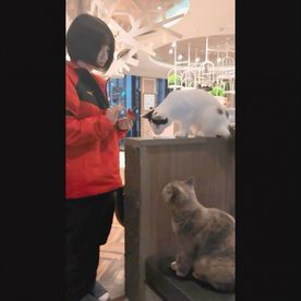 FC2-PPV-4781615 【短期販売】子猫みたいな色白剛毛18才を猫カフェ連れて行った帰りに中出し